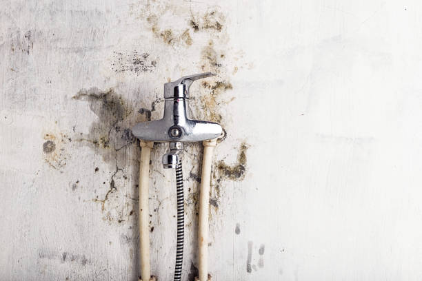Best Attic Mold Removal  in Fords Prairie, WA