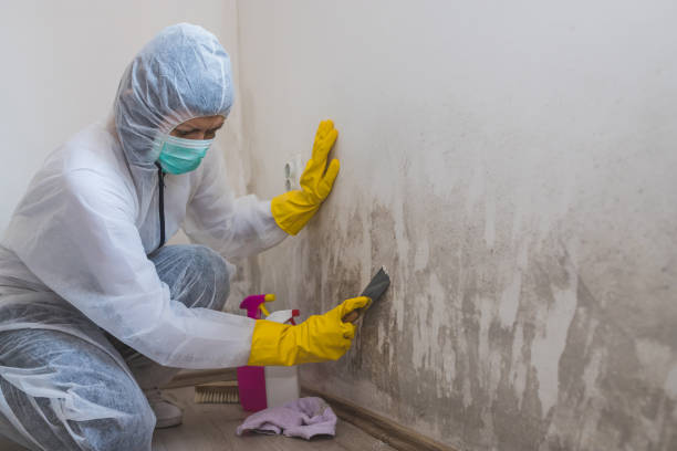 Reliable Fords Prairie, WA Mold Removal Solutions