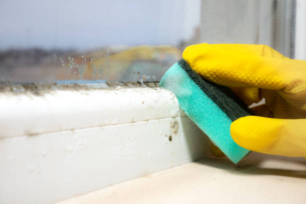 Best Mold Remediation  in Fords Prairie, WA