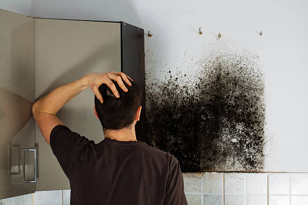 Mold Testing and Removal in Fords Prairie, WA