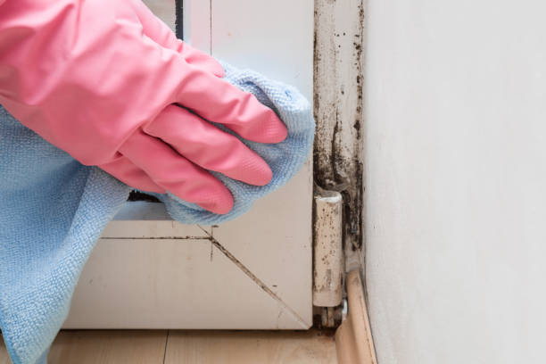 Best Toxic Mold Removal  in Fords Prairie, WA
